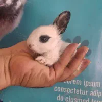 خرگوش بند انگشتی واکسیناسیون کامل