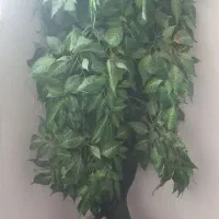 ۲عدد درختچه مصنوعی