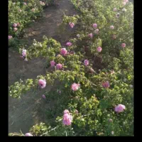 11جیریب باغ ویلای بر اتوبان نقد و معاوضه