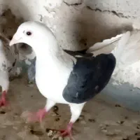 کفتر کبوتر پشتی