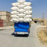 خریدوفروش کاه دیم گندم باقیمت مناسب  نقد سرباسکول