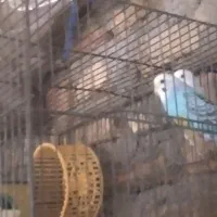 با سلام جهت نگهداری پرنده آمادگی دارم