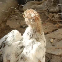 نیمچه مرغ و خروس