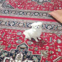 سگ پیکنیز ناز و زرنگو باهوش