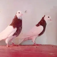 سار سیاه نر و طوقی کاکلی پاک نروماده جفتی وماده تک