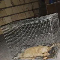 واگذاری سگ