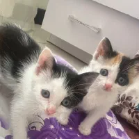 بچه گربه
