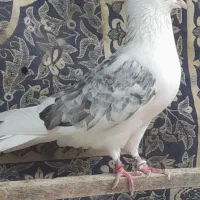 کبوتر خارجی وایرانی