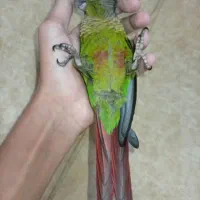 گرینچیک فول فول فول دستی