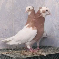واگذاری کبوتر