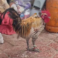 خروس محلی اصل