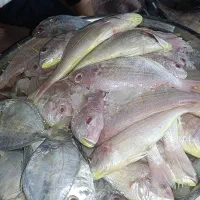 ماهی تازه جنوب