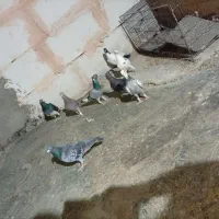 کبوتر
