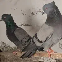 کفتر کبوتر