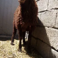 بره نر