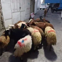 گوسفند زنده غرب تهران پرواری وکم دنبه با قصاب
