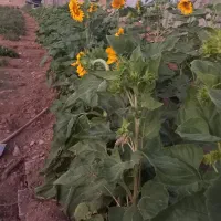 گورجه فروشی  محلی  گیلاسی پی اس