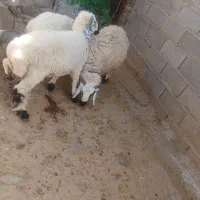 ۵تابره‌رابر