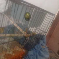 مرغ عشق دستی