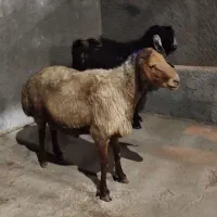 بز نر و قوچ