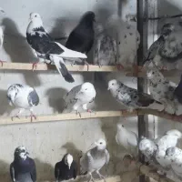 کفتر گرفتنی شماره دار کپکی (یجایی ۱۷۰ )