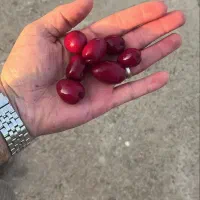 زیتون مشهد|خوردنی و آشامیدنی|مشهد, پردیس|دیوار