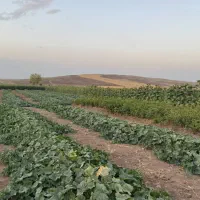 فروش-زمین-3هکتاری-با-موقعیت-عالی-کاربردهای-متنوع