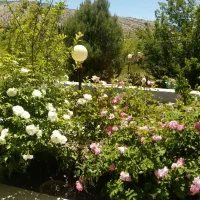 فروش-باغ-شهر-دالین-مجموعه-گلستانه