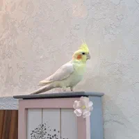 عروس هلندی مولد