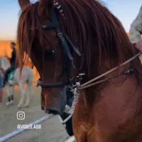 خرید فروش اسب پالونی مادیان ونریان