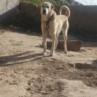 واگذاری سگ ماده پژدر
