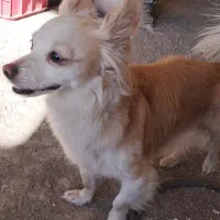 سگ پامرین خیلی دوس داشتنی