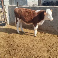 هشت راس گوساله سمنتال