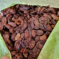 انواع کشمش افتابی