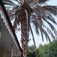 نخل درخت خرما ۱۵ساله