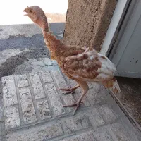 بوقلمون