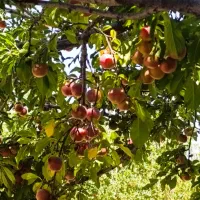 فروش آلوچه