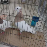کبوتر ،کفتر ،مرغ عشق