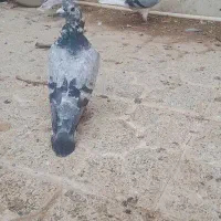 ماده سوسکی سینه سفید