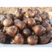 پیاز گل نرگس شصت پر ( پر پر )