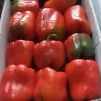 فلفل دلمه ای