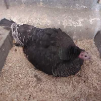 بوقلمون کرک یا کرچ