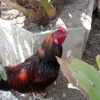خروس دورگه لاری