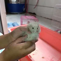 همسترهای فشن و مینیاتوری