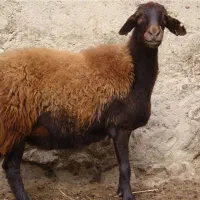 قصاب حرفه‌ای