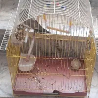 عروس هلندی
