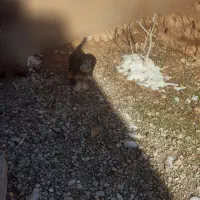 سگ پاکوتا