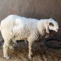 قوچ مری اصل