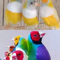 فنچ گلدین ، انواع رنگ ، سایز