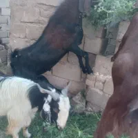 نری رشتی چاق